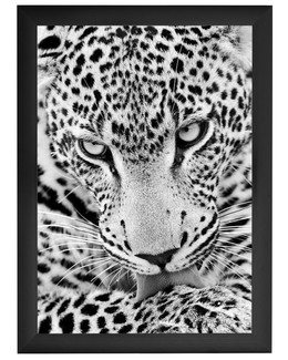 Diamond painting Katse